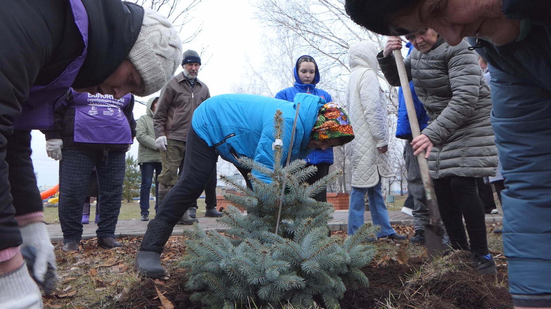 Еловые стражи памяти