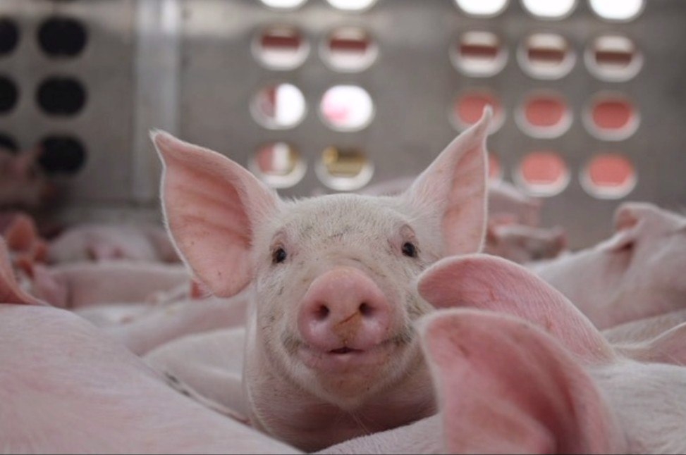 Ставка на племенных свиней